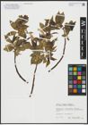 Foto von Salix alba L. x Salix fragilis L.